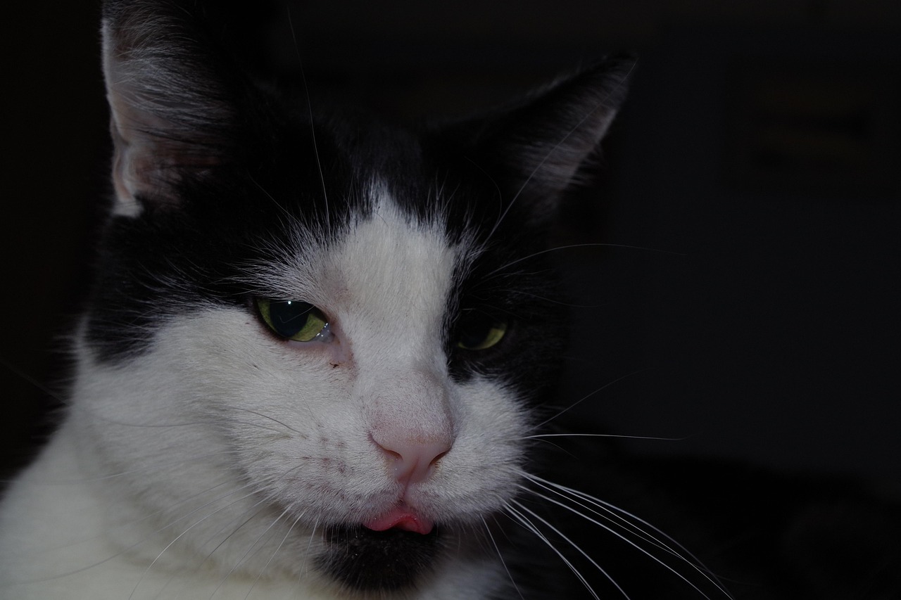 猫咪视频最新版破解，探索与分享的乐趣