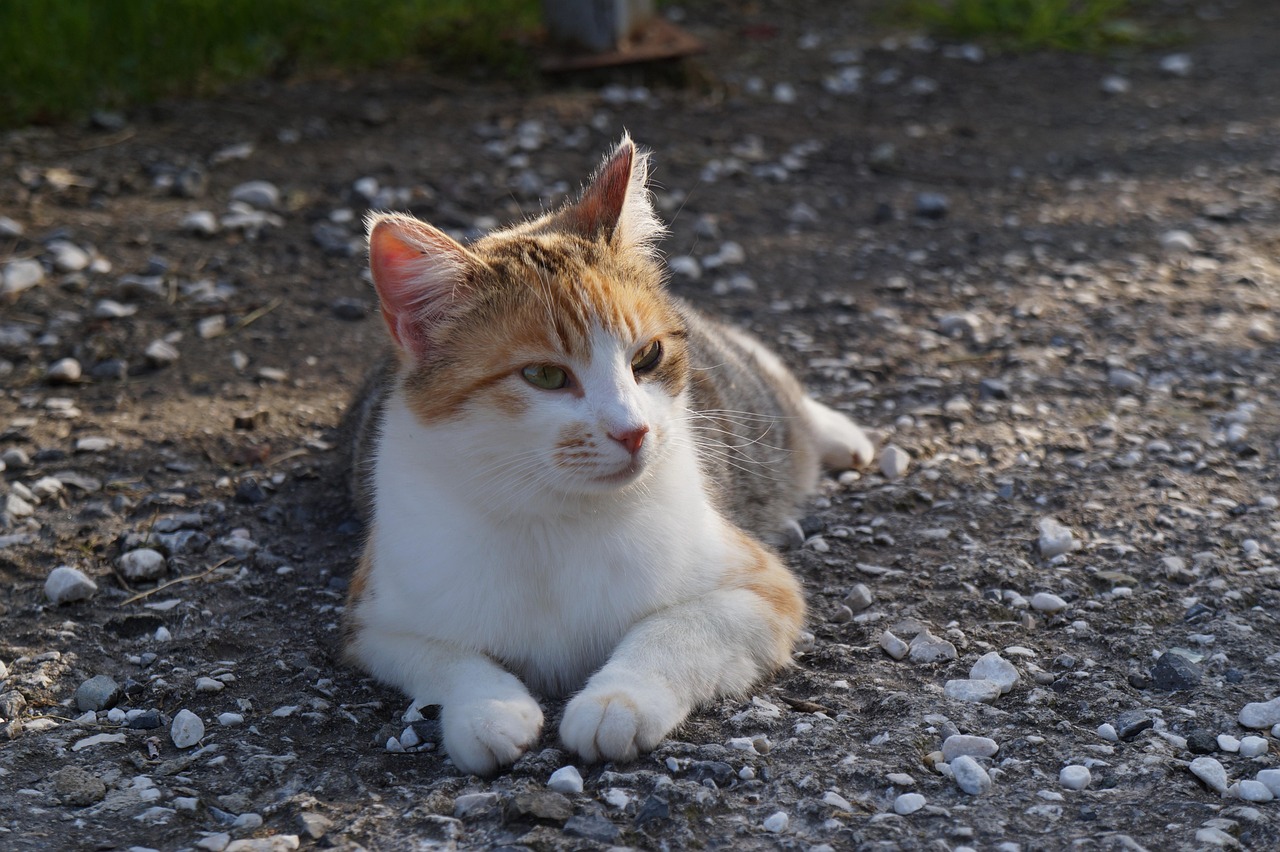 猫咪网站最新免费探索与体验之旅（2018年最新地址）
